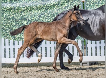 Westphalian, Mare, , Black