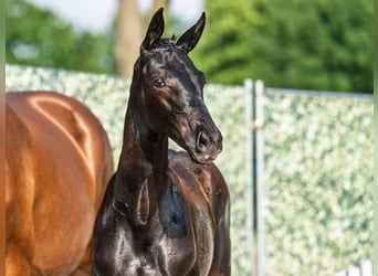 Westphalian, Mare, , Black