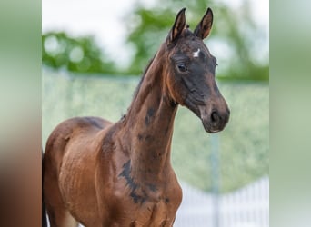 Westphalian, Mare, Foal (03/2026), Black