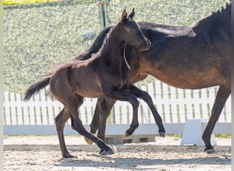 Westphalian, Mare, , Black