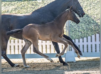 Westphalian, Mare, , Black