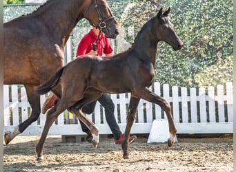 Westphalian, Mare, Foal (06/2025), Black