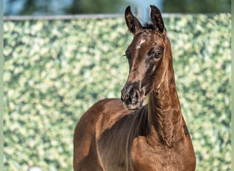 Westphalian, Mare, , Black
