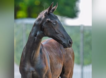 Westphalian, Mare, Foal (06/2025), Black