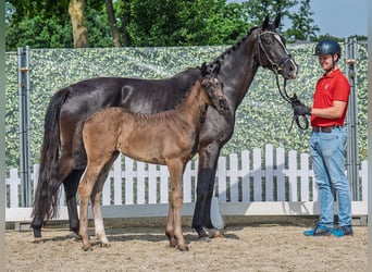Westphalian, Mare, , Black