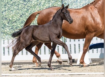 Westphalian, Mare, Foal (03/2026), Black