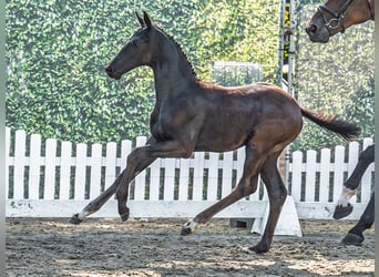 Westphalian, Mare, Foal (06/2025), Black