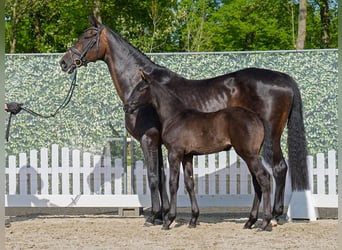 Westphalian, Mare, , Black
