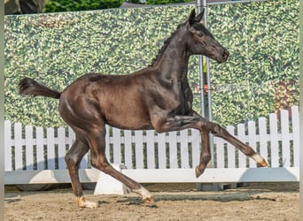 Westphalian, Mare, , Black