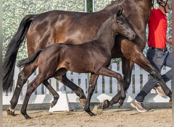 Westphalian, Mare, , Black