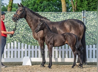 Westphalian, Mare, , Black