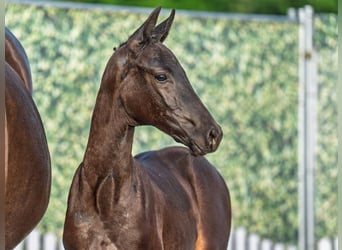 Westphalian, Mare, , Black