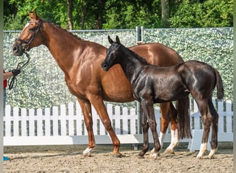 Westphalian, Mare, , Black