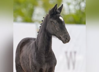 Westphalian, Mare, Foal (03/2024), Black