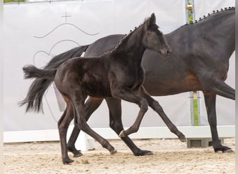 Westphalian, Mare, Foal (03/2024), Black