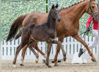 Westphalian, Mare, Foal (03/2026), Black