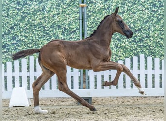 Westphalian, Mare, Foal (07/2025), Black