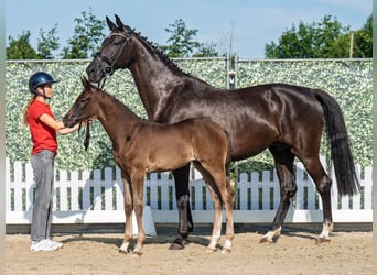 Westphalian, Mare, , Black