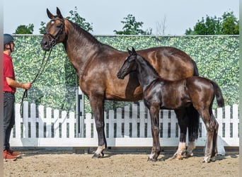 Westphalian, Mare, Foal (06/2025), Black