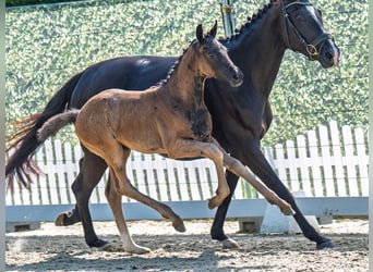 Westphalian, Mare, , Black