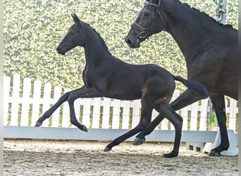 Westphalian, Mare, , Black