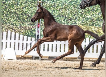 Westphalian, Mare, Foal (06/2025), Black