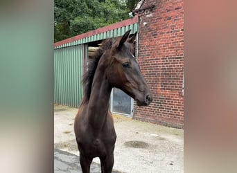 Westphalian, Mare, Foal (03/2026), Black