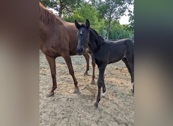 Westphalian, Mare, Foal (03/2025), Black