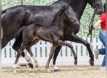 Westphalian, Mare, Foal (04/2026), Black