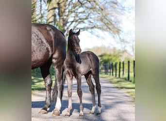 Westphalian, Mare, , Black