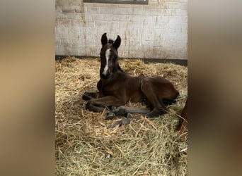 Westphalian, Mare, Foal (04/2026), Brown