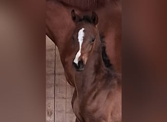 Westphalian, Mare, Foal (04/2026), Brown
