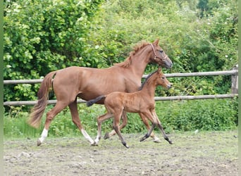 Westphalian, Mare, , Brown