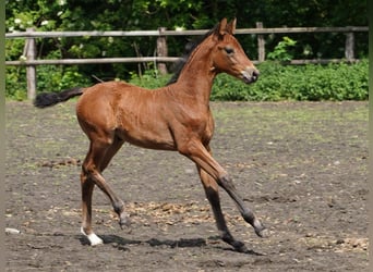 Westphalian, Mare, , Brown