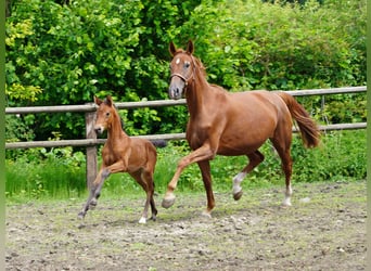 Westphalian, Mare, , Brown