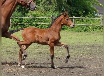 Westphalian, Mare, , Brown