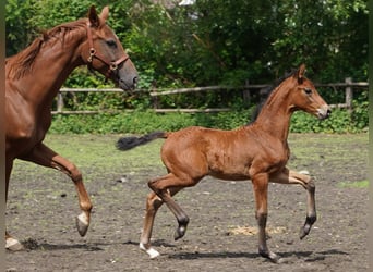 Westphalian, Mare, , Brown