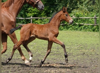 Westphalian, Mare, , Brown
