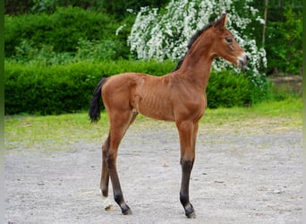 Westphalian, Mare, , Brown
