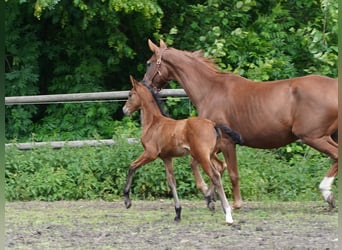 Westphalian, Mare, , Brown