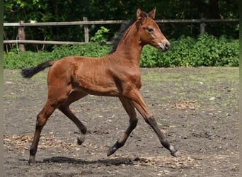 Westphalian, Mare, , Brown