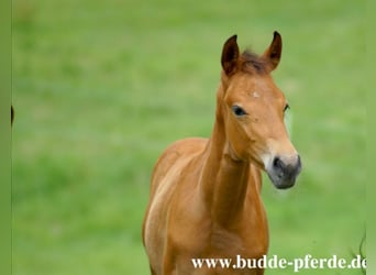 Westphalian, Mare, Foal (04/2026), Brown