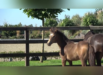 Westphalian, Mare, Foal (04/2026), Brown