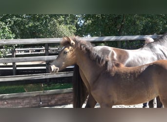 Westphalian, Mare, Foal (04/2026), Brown