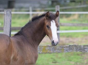 Westphalian, Mare, Foal (05/2026), Brown