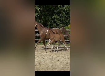 Westphalian, Mare, , Brown