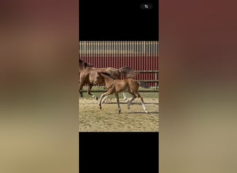 Westphalian, Mare, , Brown