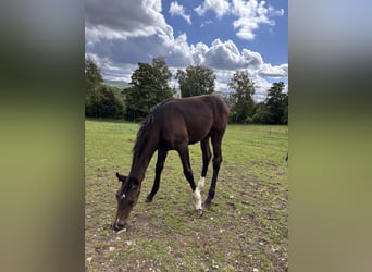 Westphalian, Mare, Foal (05/2025), Brown