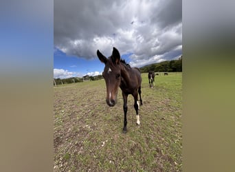 Westphalian, Mare, Foal (05/2025), Brown