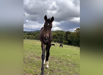 Westphalian, Mare, Foal (05/2025), Brown